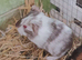 Guinea pig pups