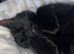 Male cat