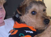 18 months old Lakeland terrier