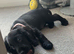 Black cocker spaniel