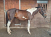 15.3hh 6 year old gelding