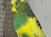 Adult budgies