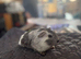 FEMALE guinea pigs