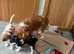 RKC reg Cavalier King Charles girl