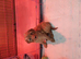 Toy poodle