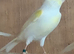 Mosaic canaries