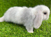 Mini lop pure bred female
