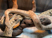 Solomon Island Ground Boa at Birmingham Reptiles