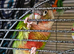 Green conure