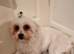 Bichon Maltese for sale