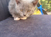 Selkirk Rex x