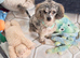 Blue Merle Small Toy Poodle