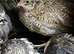 Chinese painted quails