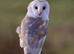 Barn owls