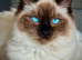 Bengal x ragdoll