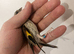 Baby Goldfinch for sale