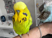Super Tame Male Exhibition Budgie