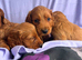 Gorgeous F1 cockapoo puppies