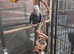 African grey pirate for sale