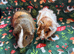 Two gorgeous boars