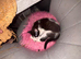 male kitten born in 1 January 2026 Tuxedo
