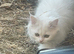 Beautiful 3-Month-Old Persian Kitten – Loving, Fluffy & Full of Joy
