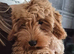Beautiful female cavapoo