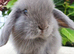 Baby mini lop.buck available now.