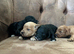 GORGEOUS F1 COCKERPOO PUPPIES