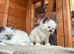Beautiful ragdolls