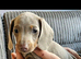 Miniature Dachshund puppy's for sale