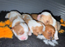 Cavalier King Charles spaniels