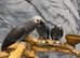 Stunning Baby HandReared Super Tame Cuddly Timneh African Grey Parrot,29