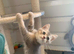 BSH Pedigree Rare to UK Shaded colours
