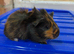 Baby guniea pigs ready to be reserved