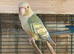 1 young conure