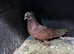 Male and female piegons