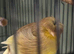 Canaries for sale