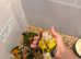 Selling baby handreared sun conures