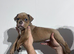 Olde English Bulldogge puppies ready to go 28th June 26