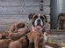 KC Registered Boxer puppies