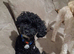 Cavapoo