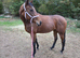 3yr old Bay tb filly 15.3