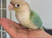 Handtame baby conure