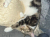 1 year old cat