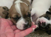 Jack russell terriers jack pack puppies