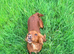 Lovely female spaniel