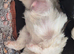 Beautiful litter of shihtzu puppies