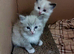 3 little princes