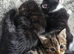 Tabby kittens